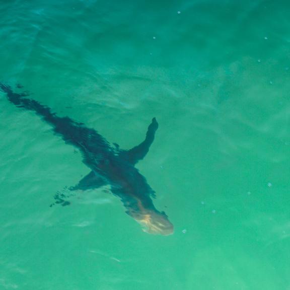 Shark Gulf State Park Pier