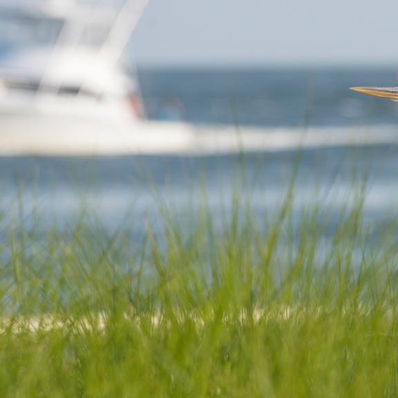 Bird off the coast of Orange Beach 