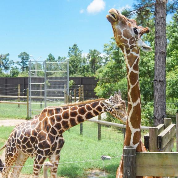 Alabama Gulf Coast Zoo Giraffes
