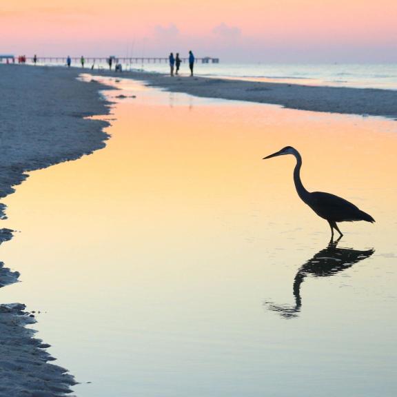 Heron on Beach Orange Beach