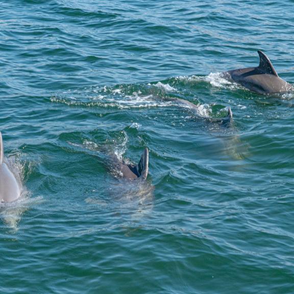 dolphin cruise orange beach 