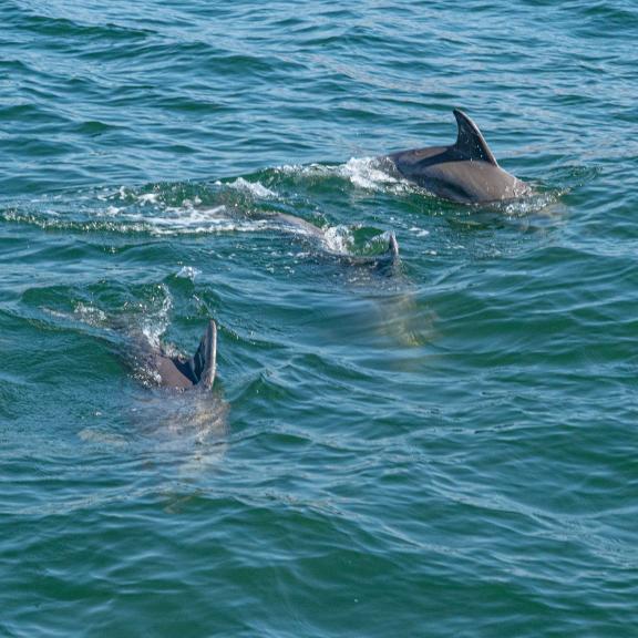 dolphin cruise orange beach