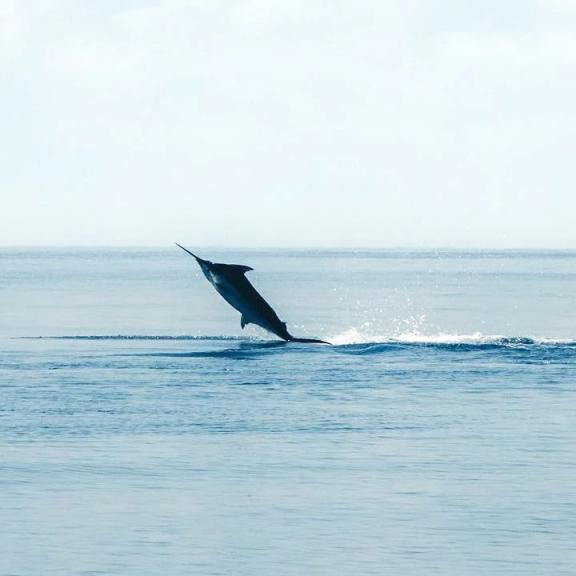 Southern Charm Charters Orange Beach