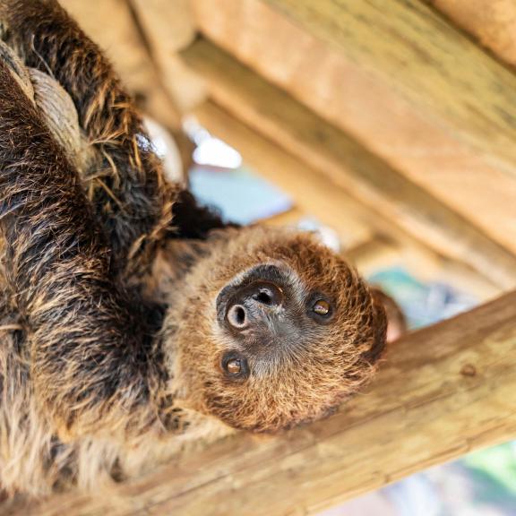 Sloth encounter Gulf Coast Zoo