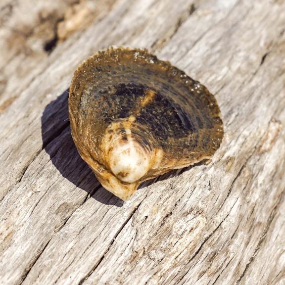 Oyster Farm Gulf Shores