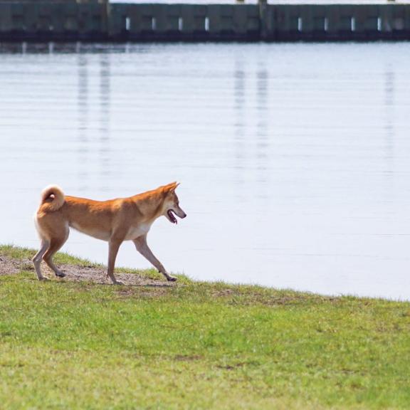 Dog playing at the Dog Pond at Lake Shelby in Gulf State Park