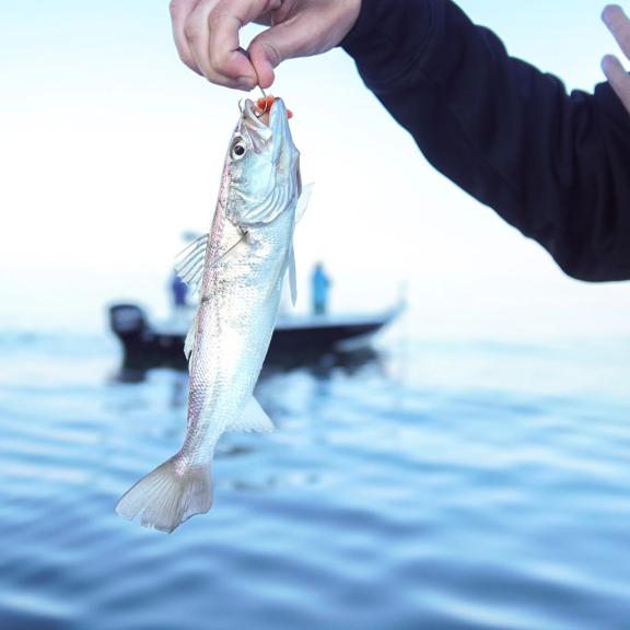 White trout caught in Gulf Shores