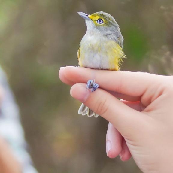 Hand holding a small bird during the Fort Morgan Bird Banding Event