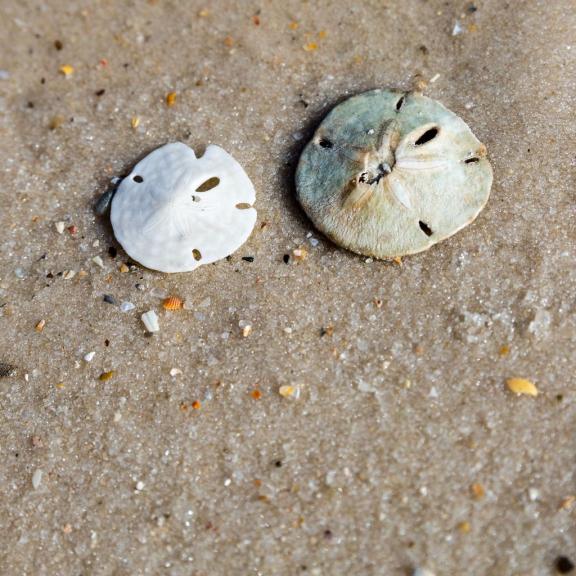 Sand Dollars on the beach in Orange Beach