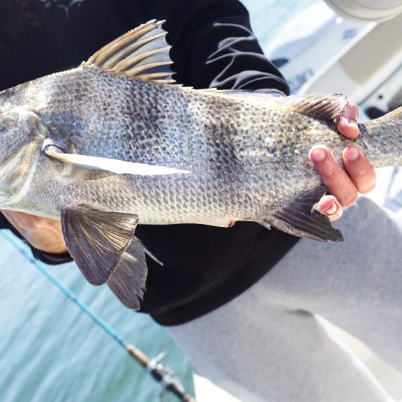 Hands holding a black drum caught offshores in the Gulf