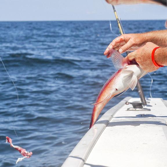 Hands bringing in a snapper caught during an offshore fishing trip on Alabama's Beaches