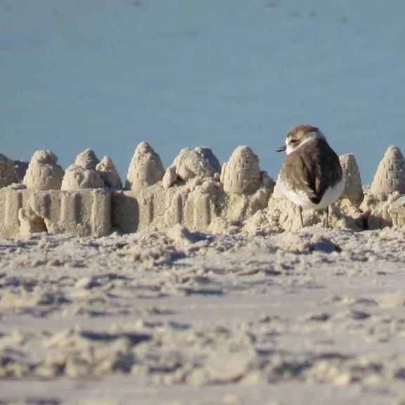 Snowy Plover shorebird standing near a sandcastle on the beach in Orange Beach