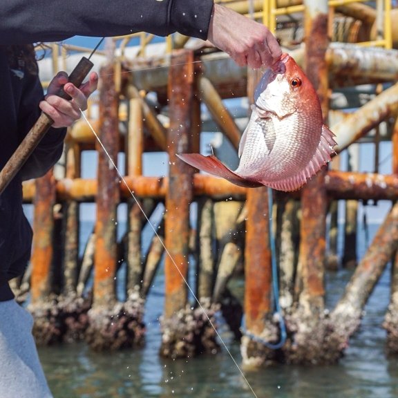 Angler holding a red snapper caught while rig fishing in Gulf Shores