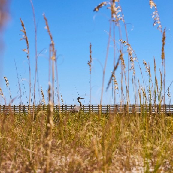Heron walking through sea oats and sand dunes at the beach in Orange Beach
