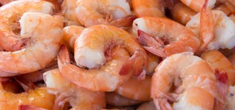 shrimp