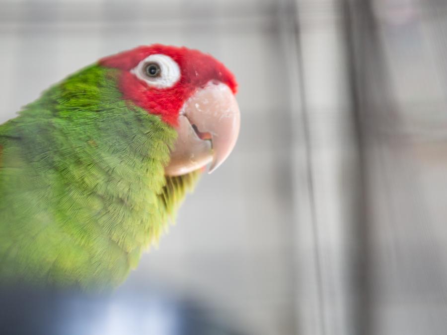 colorful parrot at the Zoo in Gulf Shores AL