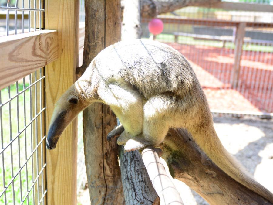 Anteater at the Alabama Gulf Coast Zoo Gulf Shores Al