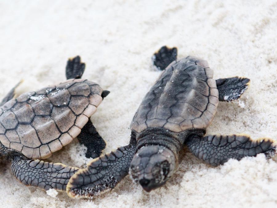 Sea Turtle