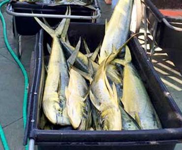 Mahi Mahi Orange Beach Al