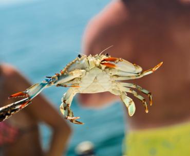crab bait Orange Beach AL