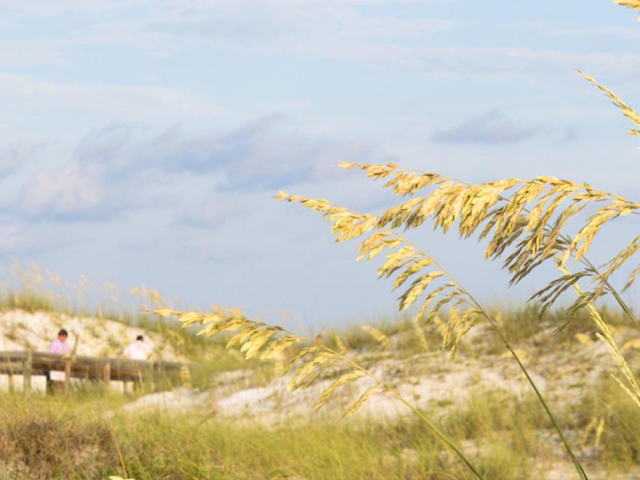 Sea Oats along Alabama Gulf Coast