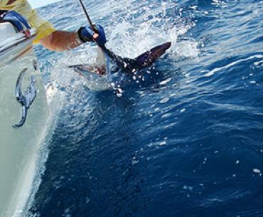 Swordfish in Orange Beach AL
