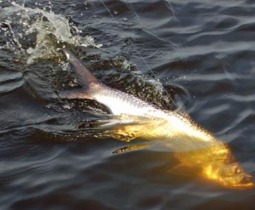 reeling in fish