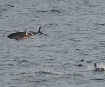 Tuna Fish off Alabama Gulf Coast