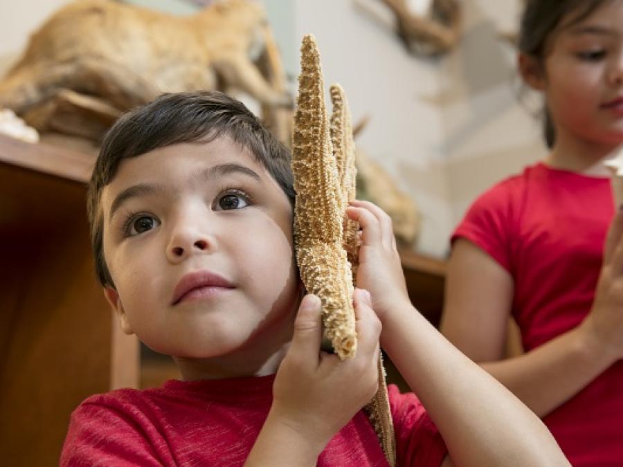 Learn more at the Nature Center at the Gulf State Park