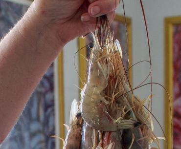 Fresh Gulf shrimp