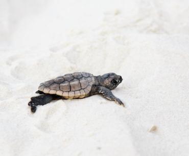 Sea Turtle