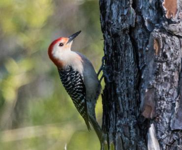 Birding in Gulf State Park