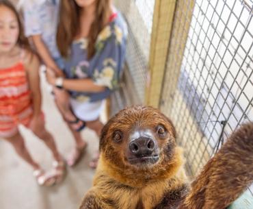 Alabama Gulf Coast Zoo Sloth Encounter