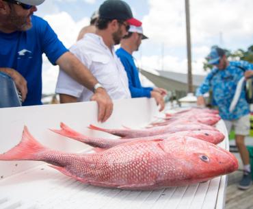 Red Snapper Fishing Orange Beach