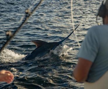 Marlin Fishing Orange Beach