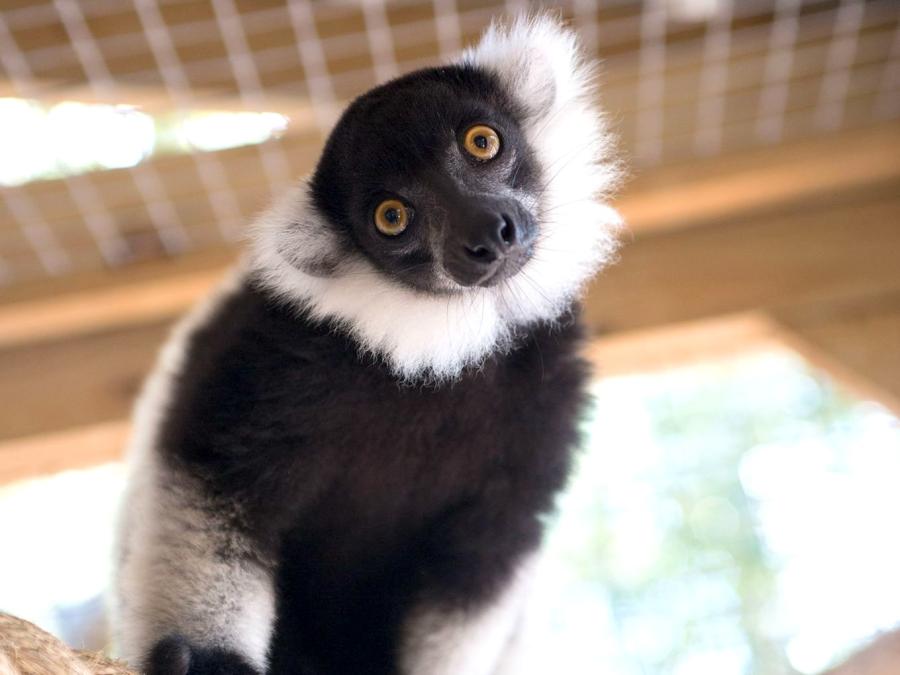 Alabama Gulf Coast Zoo Lemur Encounter