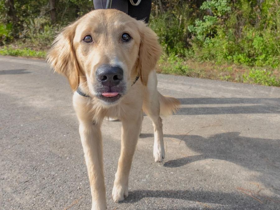 Golden Retriever Walking in Gulf State Park