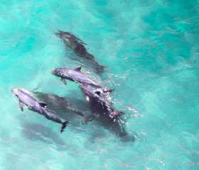 Dolphins in the Gulf of Mexico