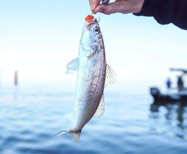 White Trout caught in the Gulf of Mexico