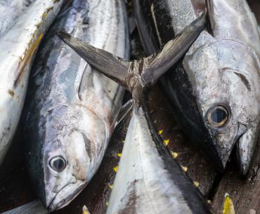 Yellowfin Tuna caught on boat