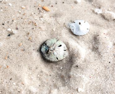 Sand Dollars on the beach in Gulf Shores, shelling on Alabama's Beaches