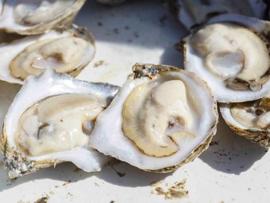 Fresh Gulf oysters at Fort Morgan Oyster Fest 