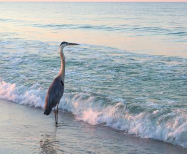 Blue heron standing on the shore at sunrise, birding in Gulf Shores