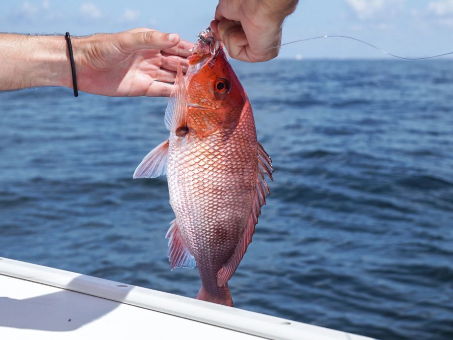 Unloading Red Snapper Transportation | Gulf Shores & Orange Beach