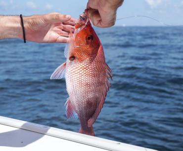 Angler brining in a red snapper onto a charter boat in Orange Beach