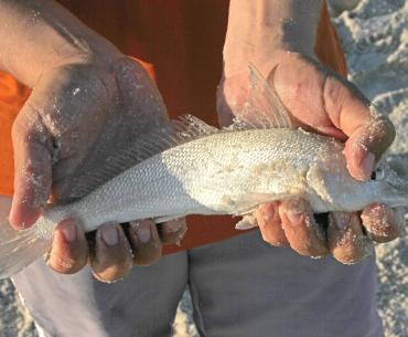 Hands holding a whiting caught surf fishing in Orange Beach