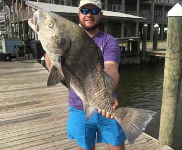 black drum