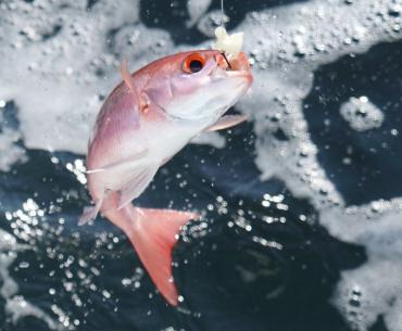 Vermillion snapper being reeled in while offshore fishing in the Gulf