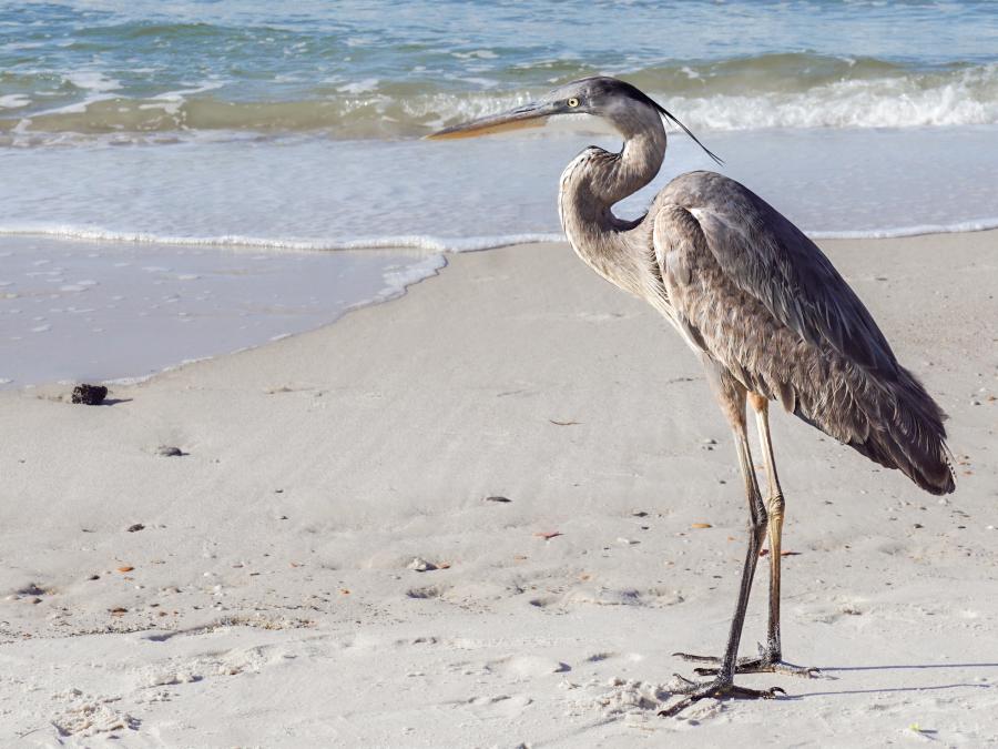 Heron on Beach