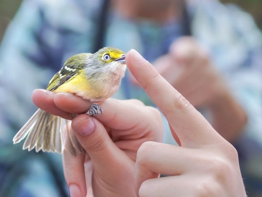 Bird banding event at Alabama Coastal BirdFest in Gulf Shores